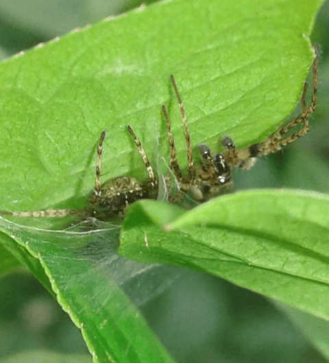 Comportamento coppia di Anyphaena sp. (Anyphaenidae)
